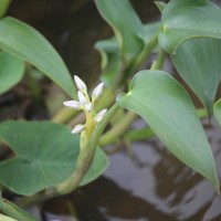 Pontederia vaginalis Burm.f.